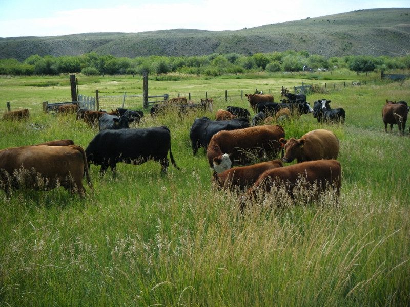 tt_cattle_pic_800x600